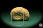 Preview: Perisphinctes spec. (18955) a cephalopod from Madagascar | Fossils | Cephalopods