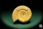 Preview: Perisphinctes spec. (18957) a cephalopod from Madagascar | Fossils | Cephalopods