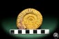 Preview: Perisphinctes spec. (18960) a cephalopod from Madagascar | Fossils | Cephalopods