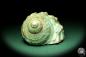 Preview: Turbo imperialis (18984) a snail from East Africa | Conchylia | Snails