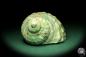 Preview: Turbo imperialis (18988) a snail from East Africa | Conchylia | Snails