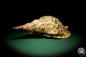Preview: Charonia tritonis a snail
