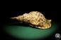 Preview: Charonia tritonis a snail