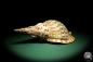 Preview: Charonia tritonis (19025) a snail from Philippines | Conchylia | Snails