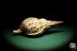 Preview: Charonia tritonis (19025) a snail from Philippines | Conchylia | Snails