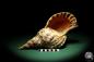 Preview: Charonia tritonis (19025) a snail from Philippines | Conchylia | Snails