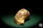 Preview: Charonia tritonis (19035) a snail from Philippines | Conchylia | Snails