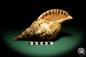 Preview: Charonia tritonis (19035) a snail from Philippines | Conchylia | Snails