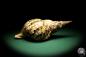 Preview: Charonia tritonis (19036) a snail from Philippines | Conchylia | Snails