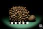 Preview: Phytelephas macrocarpa eine Trockenfrucht