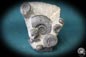 Preview: Platyclymenia spec. & Imitoceras spec. & Goniatitidae ssp. (192) a cephalopod from Morocco | Fossils | Cephalopods