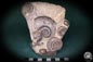 Preview: Platyclymenia spec. & Imitoceras spec. & Goniatitidae ssp. (192) a cephalopod from Morocco | Fossils | Cephalopods