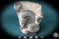 Preview: Platyclymenia spec. & Imitoceras spec. & Goniatitidae ssp. (192) a cephalopod from Morocco | Fossils | Cephalopods