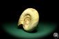 Preview: Perisphinctes spec. (19620) a cephalopod from Madagascar | Fossils | Cephalopods