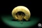 Preview: Perisphinctes spec. (19620) a cephalopod from Madagascar | Fossils | Cephalopods