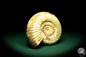 Preview: Perisphinctes spec. (19620) a cephalopod from Madagascar | Fossils | Cephalopods