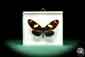 Preview: Heliconius sara ein Schmetterling