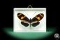 Preview: Heliconius telesiphe ein Schmetterling