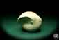 Preview: Bourguetia striata eine Schnecke