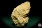 Preview: Inoceramus spec. (19697) a shell from Germany | Fossils | Shells & Brachiopods