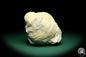 Preview: Mytiloides cf. Lobatus (19699) a shell from Germany | Fossils | Shells & Brachiopods