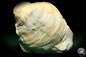 Preview: Mytiloides cf. Lobatus (19699) a shell from Germany | Fossils | Shells & Brachiopods