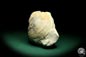 Preview: Mytiloides cf. Lobatus (19699) a shell from Germany | Fossils | Shells & Brachiopods