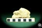 Preview: Spondylus spec. (19726) a shell from Sweden | Fossils | Shells & Brachiopods