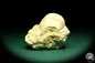 Preview: Spondylus labiatus (19727) a shell from Sweden | Fossils | Shells & Brachiopods