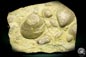 Preview: Plagiostoma lineata & Plagiostoma striatum (19756) a shell from Germany | Fossils | Shells & Brachiopods