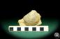 Preview: Plagiostoma lineata a snail