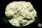 Preview: Catenipora spec. & Heliolites spec. (19847) a coral from Sweden | Fossils | Corals