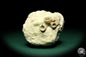 Preview: cf. Cyatophyllum spec. (19860) a coral from Sweden | Fossils | Corals