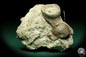 Preview: cf. Rugosa ssp. (19861) a coral from Sweden | Fossils | Corals