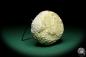 Preview: Aspiduriella scutellata (19866) a echinoderm from Germany | Fossils | Echinoderms