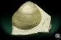 Preview: Lima lineata (19867) a shell from Germany | Fossils | Shells & Brachiopods