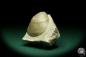 Preview: Lima lineata (19867) a shell from Germany | Fossils | Shells & Brachiopods