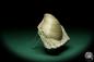 Preview: Lima lineata (19867) a shell from Germany | Fossils | Shells & Brachiopods