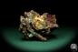 Preview: Malachite XX in Limonite (19926) a mineral from Russia | Minerals | Global