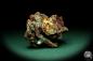 Preview: Malachite XX in Limonite (19926) a mineral from Russia | Minerals | Global