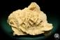 Preview: Gypsum XX (19940) a mineral from Algeria | Minerals | Global