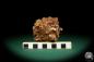 Preview: Aragonite XX (20023) a mineral from Morocco | Minerals | Global