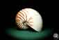 Preview: Nautilus pompilius a cephalopod