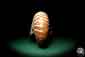 Preview: Nautilus pompilius ein Kopffüßer