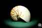 Preview: Nautilus pompilius a cephalopod