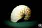 Preview: Nautilus pompilius ein Kopffüßer