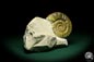 Preview: Orthosphinctes proinconditus (20100) a cephalopod from Germany | Fossils | Cephalopods