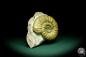 Preview: Orthosphinctes proinconditus (20102) a cephalopod from Germany | Fossils | Cephalopods