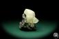 Preview: Galena XX & Calcite XX (20132) a mineral from USA | Minerals | Global