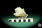 Preview: Galena XX & Calcite XX (20132) a mineral from USA | Minerals | Global